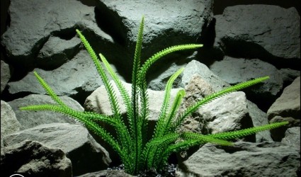 Design Portfolio Aquarium Decor Plants 92 plastic aquarium plant tail grass pap176 from ron beck designs