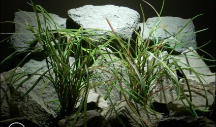 #ronbeckdesigns plastic aquarium plants pearl grass from ron beck designs