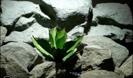 #ronbeckdesigns reptile plant echeveria succulent prp170 from ron beck designs