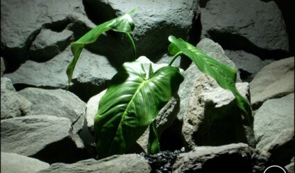Design Portfolio Reptile Plants & Succulents 242 silk reptile plant calla lily leaf bush srp179 from ron beck designs