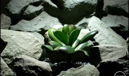 Design Portfolio Reptile Plants & Succulents 244 silk reptile plant green echeveria succulent prp177 from ron beck designs