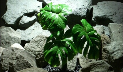 #ronbeckdesigns silk reptile plant split leaf philodendron srp169 from ron beck designs