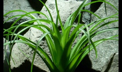 Design Portfolio Reptile Plants & Succulents 240 got plants ron beck designs 564 906