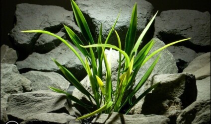 plastic aquarium plant arrowhead grass from ron beck designs. pap181