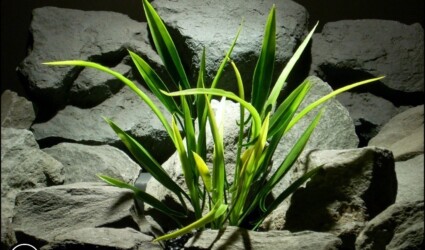 Design Portfolio Aquarium Decor Plants 90 plastic aquarium plant arrowhead grass from ron beck designs. pap181