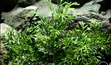 Design Portfolio Aquarium Decor Plants 89 plastic aquarium plant dill bush 2 pap183 from ron beck designs