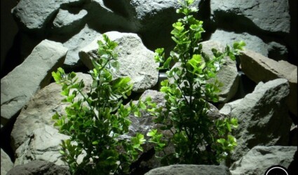 Design Portfolio Reptile Plants & Succulents 238 plastic aquarium plant ginkgo biloba bush from ron beck designs. pap187