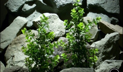 plastic aquarium plant ginkgo biloba bush from ron beck designs. pap187