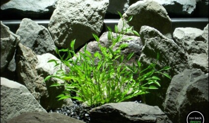 plastic aquarium plant mini saw grass from ron beck designs. pap186