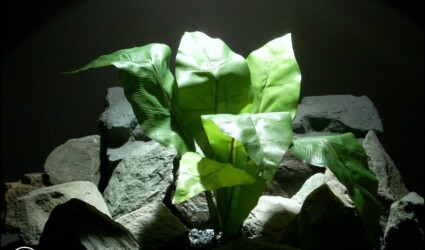 Design Portfolio Reptile Plants & Succulents 239 silk reptile plant birds nest fern from ron beck designs. srp184