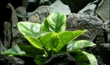 Design Portfolio Reptile Plants & Succulents 235 Reptile Plant Variegated Rubber Leaf Plant from ron beck designs. srp193