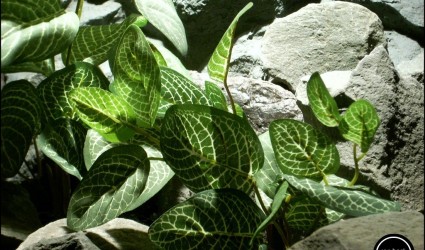 Design Portfolio Aquarium Decor Plants 86 silk aquarium plants Fittonia Albivenis from ron beck designs. sap191 2