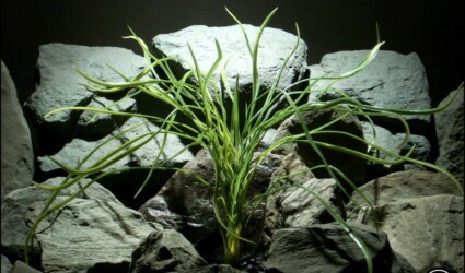 Design Portfolio Aquarium Decor Plants 84 artificial aquarium plant pearl grass from ron beck designs. pap195 greens
