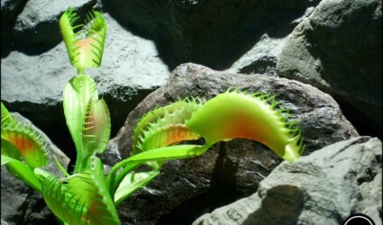 artificial reptile terrarium plant venus fly trap from ron beck designs. prp194 2