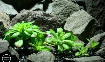 Design Portfolio Reptile Plants & Succulents 232 reptile terrarium plant bright green echeveria stem succulent from ron beck designs. prp197