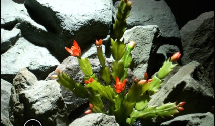 Design Portfolio Reptile Plants & Succulents 229 artificial christmas cactus reptile terrarium plant from ron beck designs. 2 prp201