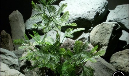 Design Portfolio Aquarium Decor Plants 82 plastic aquarium plant mimosa bush from ron beck designs. pap200