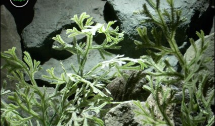 Design Portfolio Reptile Plants & Succulents 225 plastic reptile terrarium plants spike moss bush from ron beck designs. prp202 2