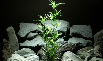 Design Portfolio Reptile Plants & Succulents 45 fAsparagus Bush - Reptile Amphibian Decor Plant varegated prp206