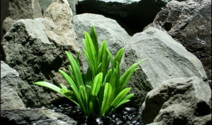 Design Portfolio Aquarium Decor Plants 78 faux aquarium plants green river grass from ron beck designs, pap208 2