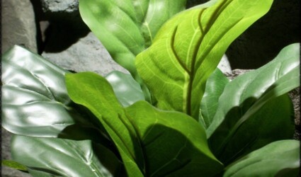 Design Portfolio Reptile Plants & Succulents 226 silk reptile terrarium plant fiddle leaf bush ron beck designs srp214 3
