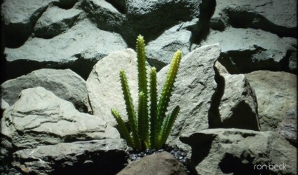 Design Portfolio Reptile Plants & Succulents 223 artificial reptile plant san pedro cactus from ron beck designs. prs218 2