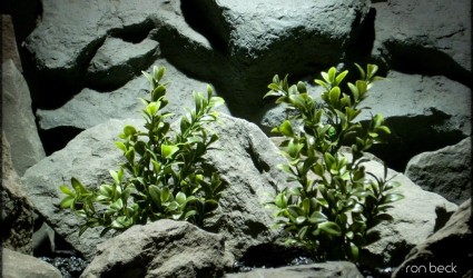 Design Portfolio Aquarium Decor Plants 76 plastic aquarium plants: artificial boxwood bushes from ron beck designs. pap221