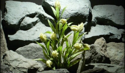 Design Portfolio Reptile Plants & Succulents 81 plastic aquarium plants: protea plant from ron beck designs pap220