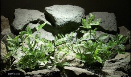artificial aquarium plant: mimosa bushes custom order ron beck designs