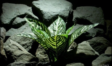 custom order silk reptile plant zebra plant real touch from ron beck designs 1