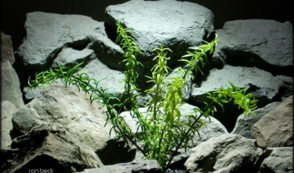 artificial reptile plant | rosemary bush from ron beck designs. prp226