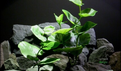 green eucalyptus | silk reptile plants srp231 ron beck designs