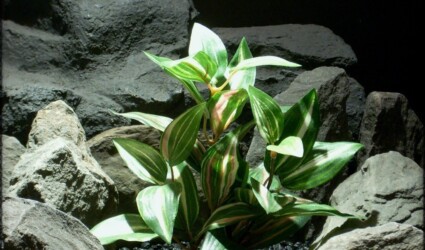 Design Portfolio Reptile Plants & Succulents 209 silk aquarium plant: wandering jew sarp230 2