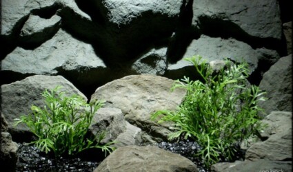 plastic aquarium plants: dill bushes | ron beck designs pap232