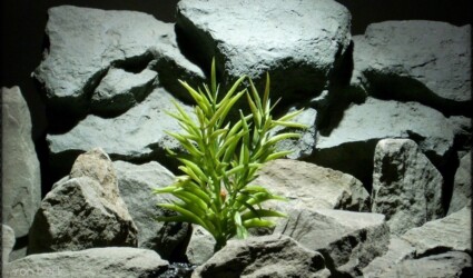 Design Portfolio Reptile Plants & Succulents 207 reptile plant triple bean succulent prs233 ron beck designs