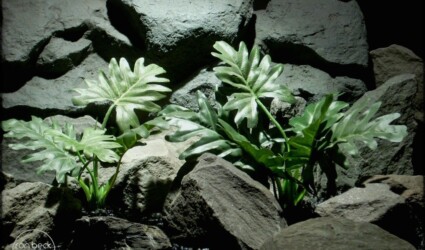 Design Portfolio Reptile Plants & Succulents 206 elephant ear philodendron silk reptile plant ron beck designs srp236