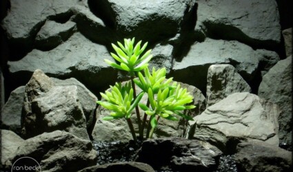 Design Portfolio Reptile Plants & Succulents 204 Succulent Echeveria Hookerii artificial reptile plant prp244