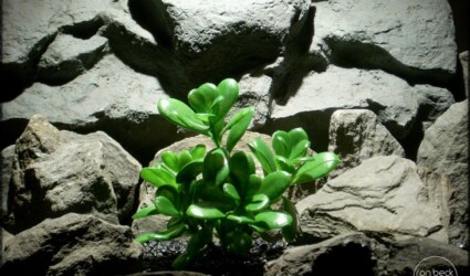 Design Portfolio Reptile Plants & Succulents 202 artificial jade plant | reptile plant prp247