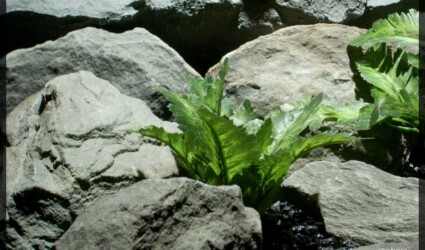 bracken ferns | silk reptile plants srp248 3 | ron beck designs