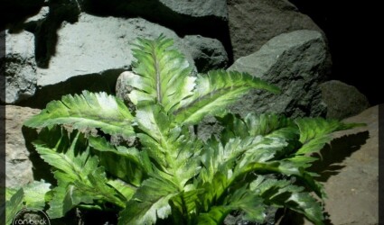 Design Portfolio Reptile Plants & Succulents 199 bracken ferns | silk reptile plants srp248 4 | ron beck designs