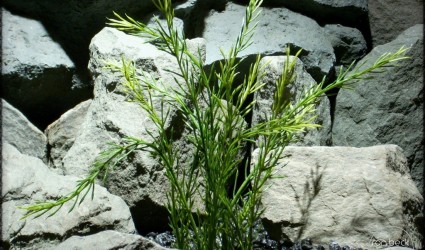 Design Portfolio Aquarium Decor Plants 60 wheat grass plastic aquarium plant pap242 2