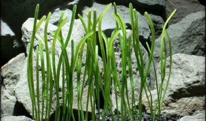 worm grass plastic aquarium plant plot pap237