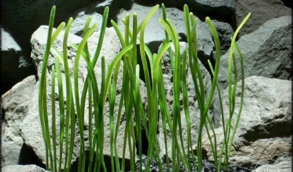 Design Portfolio Aquarium Decor Plants 64 worm grass plastic aquarium plant plot pap237