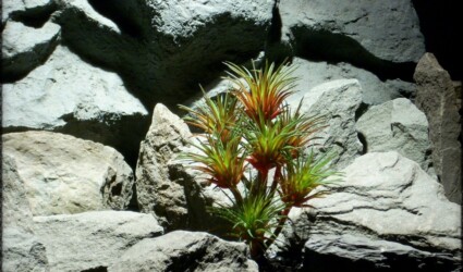 Design Portfolio Reptile Plants & Succulents 189 Artificial Tillandsia Plant (green & red) Artificial Reptile Plant prs259