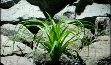 Design Portfolio Reptile Plants & Succulents 196 artificial plant: ponytail palm reptile plant decor prp253 2
