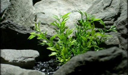 Design Portfolio Aquarium Decor Plants 55 artificial plants_ mini leaves artificial aquarium plants pap257 3