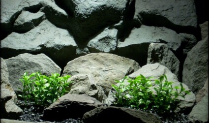 boxwood bushes | artificial aquarium plants. pap254