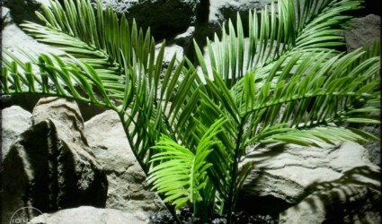 Design Portfolio Reptile Plants & Succulents 197 cycas palm artificial reptile amphibian plant prp252 2