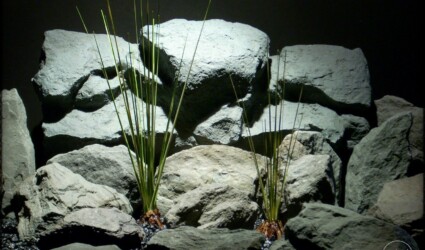 Design Portfolio Reptile Plants & Succulents 195 zebra grass | artificial reptile plants prp255