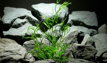 Mistletoe Cactus Artificial Reptile Plant prs261